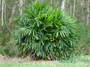 Rhapis Excelsa